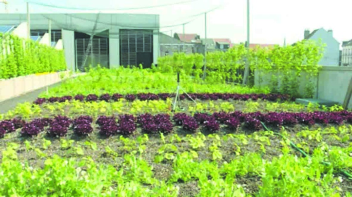 En plein essor à Bruxelles, l’agriculture urbaine cherche son modèle En plein essor à Bruxelles, l’agriculture urbaine cherche son modèle