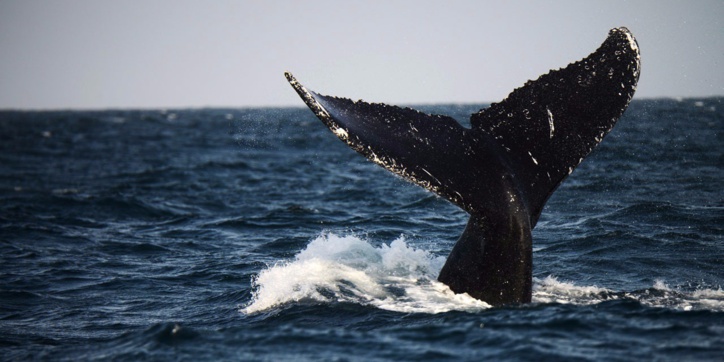 Les Romains pourraient avoir chassé la baleine en Méditerranée