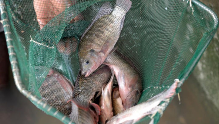 La production mondiale de poisson continuera d’augmenter au cours de la prochaine décennie La production mondiale de poisson continuera d’augmenter au cours de la prochaine décennie