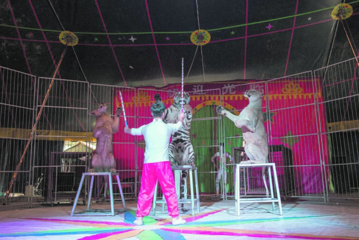 En Chine, des cirques accros à leurs animaux sauvages En Chine, des cirques accros à leurs animaux sauvages