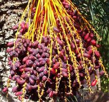 SIDATTES 2010  :  Les dattes marocaines se dotent d’un Salon international SIDATTES 2010  :  Les dattes marocaines se dotent d’un Salon international