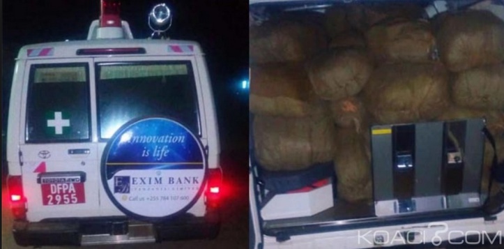 Insolite : Sirène hurlante Insolite : Sirène hurlante