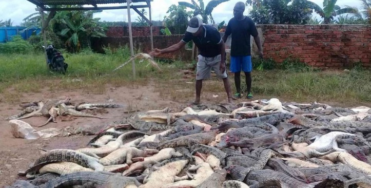 Insolite : Massacre de 300 crocodiles