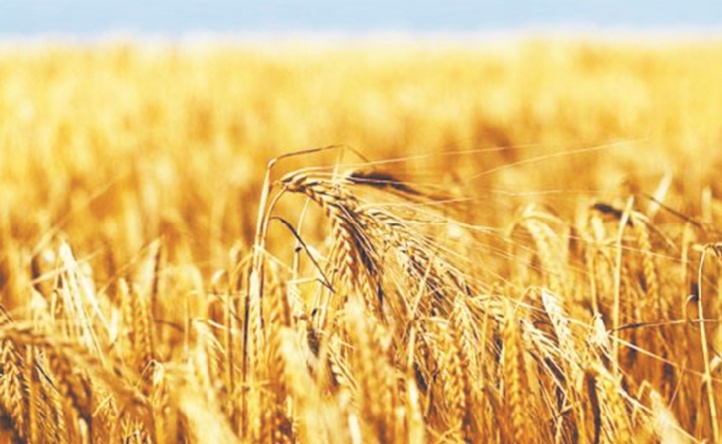 Un record historique de la production céréalière nationale Un record historique de la production céréalière nationale