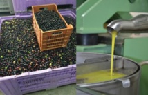 Journée d’étude à Marrakech sur les contraintes et les perspectives du secteur oléicole et de l’huile d’olive Journée d’étude à Marrakech sur les contraintes et les perspectives du secteur oléicole et de l’huile d’olive