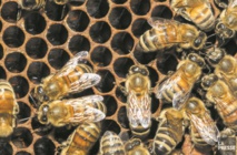 Une revue scientifique piégée par une fausse étude sur le cancer Une revue scientifique piégée par une fausse étude sur le cancer