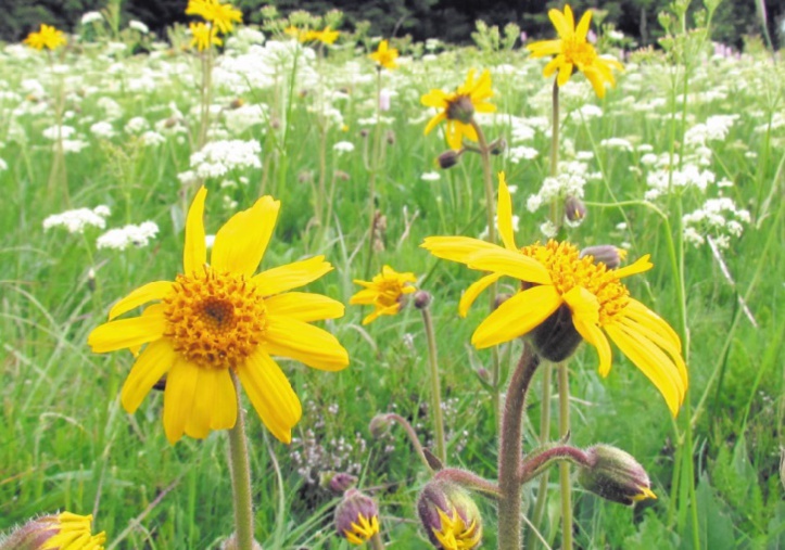 La cueillette de l'arnica sous haute surveillance
