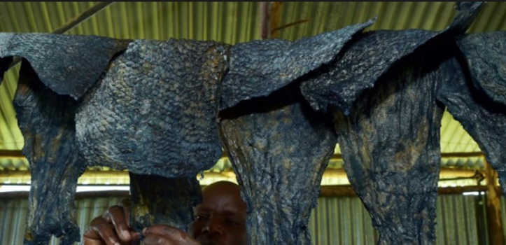 Au Kenya, les restes de poisson donnent des objets de mode en cuir Au Kenya, les restes de poisson donnent des objets de mode en cuir