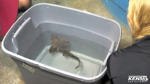 Insolite : Vol de requin