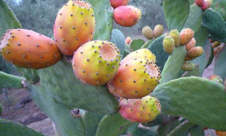 Le cactus fait face à une redoutable menace Le cactus fait face à une redoutable menace