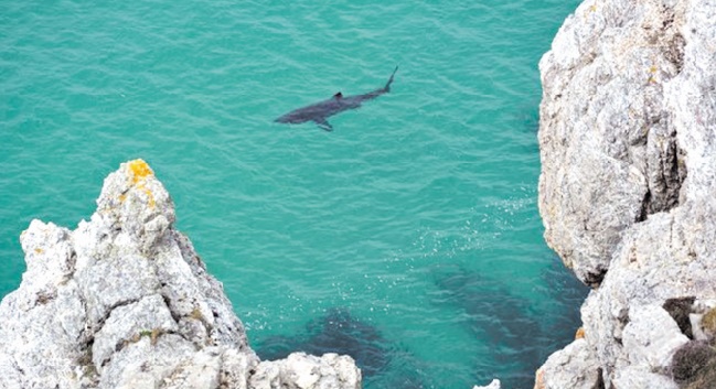 En Méditerranée ou en Bretagne, le requin pèlerin garde sa part de mystère En Méditerranée ou en Bretagne, le requin pèlerin garde sa part de mystère