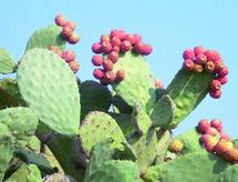L'Agence pour le développement des provinces du Sud annonce des résultats prometteurs : Le cactus mis en valeur à Guelmim L'Agence pour le développement des provinces du Sud annonce des résultats prometteurs : Le cactus mis en valeur à Guelmim