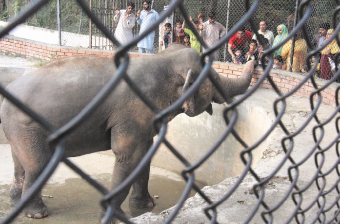 Au Pakistan, le zoo de Karachi tente de tourner le dos à son passé colonial Au Pakistan, le zoo de Karachi tente de tourner le dos à son passé colonial
