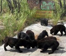 Insolite : Des chiots sur une île déserte