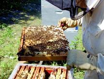 Une semaine d’apiculture organisée par la Direction provinciale de l’agriculture : Mogador exalte ses produits du terroir Une semaine d’apiculture organisée par la Direction provinciale de l’agriculture : Mogador exalte ses produits du terroir