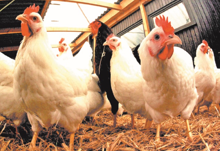 La FISA coupe les ailes aux rumeurs