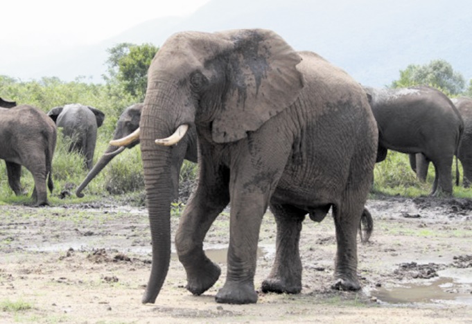 Un éléphant capturé vit 5 ans de moins qu'un animal né en captivité