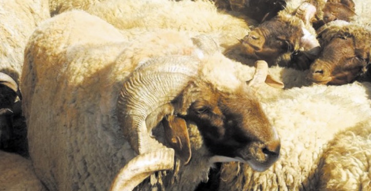 L’offre en cheptel dépasse la demande L’offre en cheptel dépasse la demande