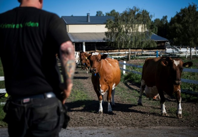 En Suède, le bonheur des détenus est dans le pré