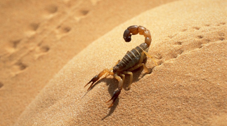 Plan d’action contre les piqûres de scorpion et morsures de serpent Plan d’action contre les piqûres de scorpion et morsures de serpent