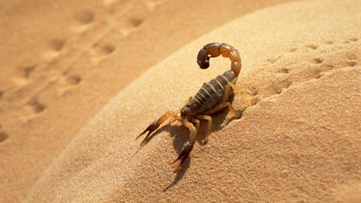 Plan d’action contre les piqûres  de scorpion et morsures de serpent