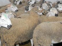 Aïd El Kébir : la générosité convertie en produits de commerce Aïd El Kébir : la générosité convertie en produits de commerce