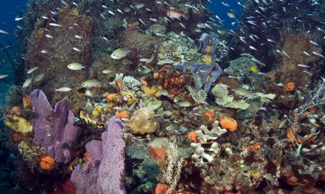 Les canicules marines en plein boom menacent les écosystèmes