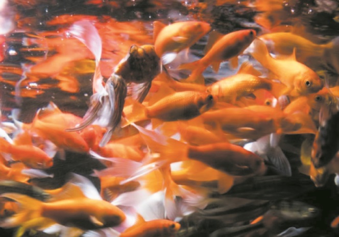 A l'Aquarium de Paris, un refuge pour poissons rouges abandonnés