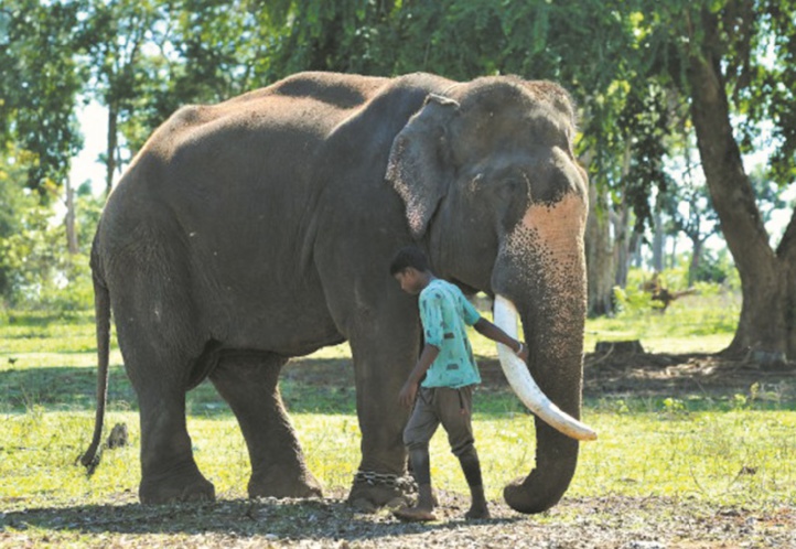 Sur la ligne de front entre hommes et éléphants en Inde Sur la ligne de front entre hommes et éléphants en Inde