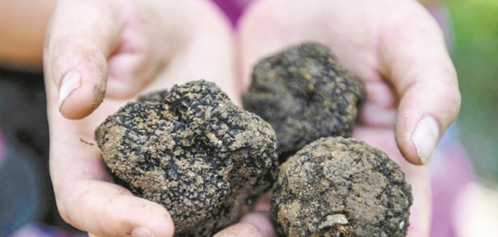 Albanie : La guerre de la truffe Albanie : La guerre de la truffe