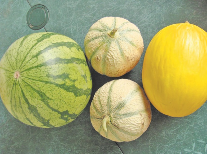 Le ministère de la Santé en branle-bas de combat Le ministère de la Santé en branle-bas de combat