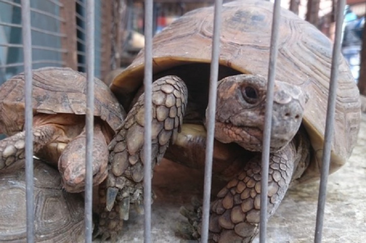 Les marchés marocains de la faune accusés de maltraitance