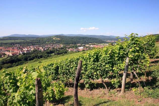 La viticulture de l'Oriental affiche un chiffre d'affaires annuel de 250 millions de DH La viticulture de l'Oriental affiche un chiffre d'affaires annuel de 250 millions de DH