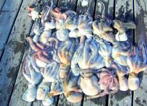Durant le mois de décembre 2010 : Arrêt de la pêche du poulpe au niveau national