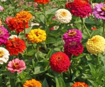 L'été, des fleurs disparaissent, d’autres s’épanouissent !