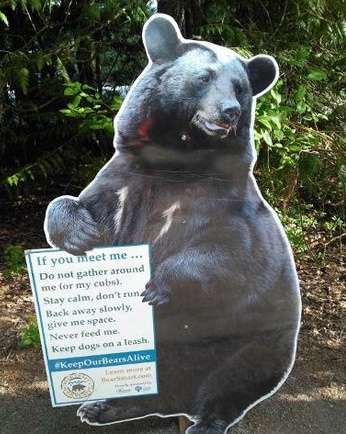 Insolite : Rencontre d’un peu trop près avec un ours Insolite : Rencontre d’un peu trop près avec un ours