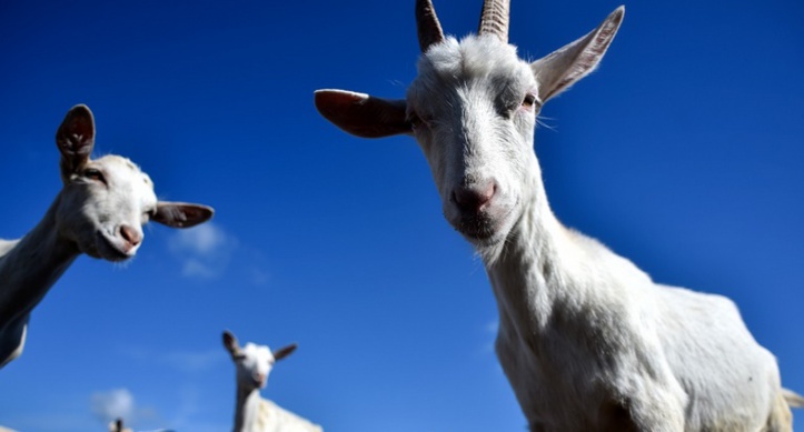 Insolite : Les chèvres sont capables de reconnaître les expressions humaines