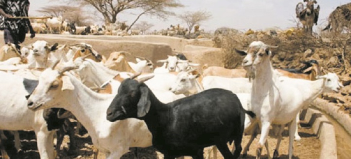 La communauté mondiale se mobilise pour éradiquer la peste des petits ruminants La communauté mondiale se mobilise pour éradiquer la peste des petits ruminants