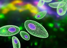 Nouveau test de diagnostic rapide de la toxoplasmose Nouveau test de diagnostic rapide de la toxoplasmose