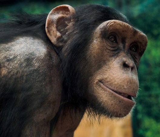 Calculs rénaux et montagnes russes, singes imitant l’homme au menu des anti-Nobel 2018 Calculs rénaux et montagnes russes, singes imitant l’homme au menu des anti-Nobel 2018