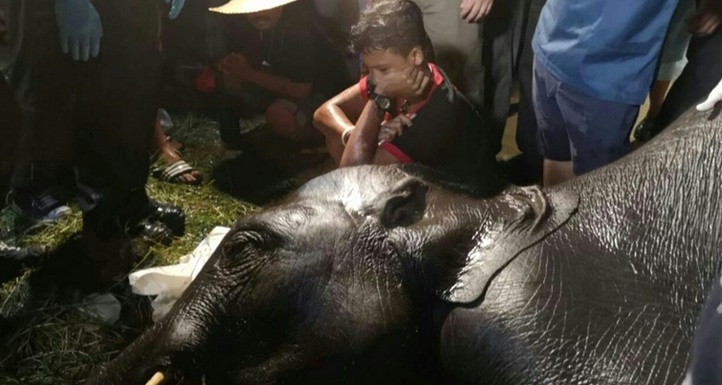 Insolite : Eléphant électrocuté Insolite : Eléphant électrocuté