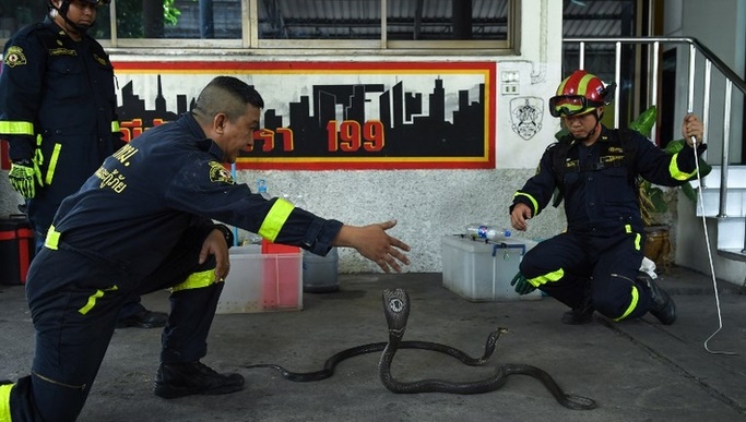 A Bangkok, des pompiers reconvertis en chasseurs de serpents A Bangkok, des pompiers reconvertis en chasseurs de serpents