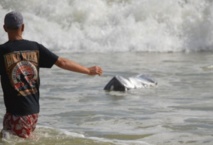 Insolite : Des ballots de cannabis Insolite : Des ballots de cannabis