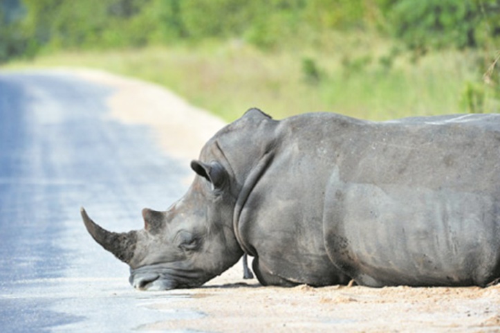 Liberté ou interdit : Comment sauver les rhinocéros ?