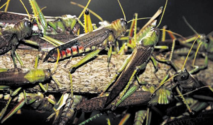 Lancement de la lutte contre le criquet pèlerin Lancement de la lutte contre le criquet pèlerin