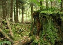 La reconstitution des peuplements forestiers La reconstitution des peuplements forestiers