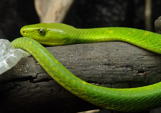 Insolite : Mamba venimeux