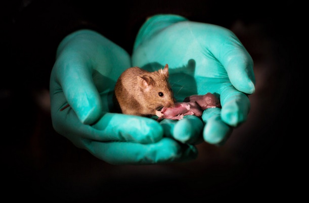 Des souriceaux nés de souris de même sexe Des souriceaux nés de souris de même sexe