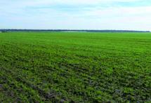 Les dernières précipitations placent l’agriculture sous de bons auspices : Les sillons de la croissance Les dernières précipitations placent l’agriculture sous de bons auspices : Les sillons de la croissance