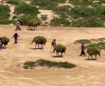 De la farine subventionnée périmée destinée aux ruraux d'Essaouira De la farine subventionnée périmée destinée aux ruraux d'Essaouira